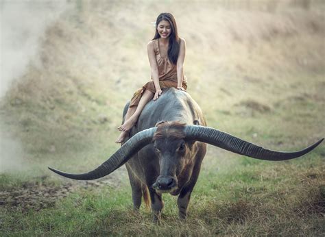 Asian Woman Farmer Riding Buffalo