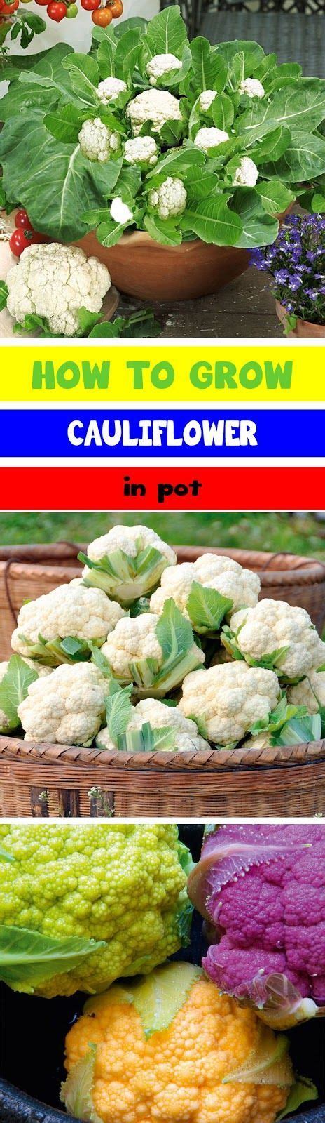 Cauliflower Plant Care When The Head Or Flower Curd Of Cauliflower