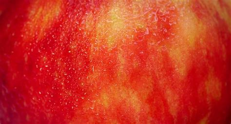 빨간 사과 클로즈업 세부 사항 마이크로 촬영 피부 질감 프리미엄 사진