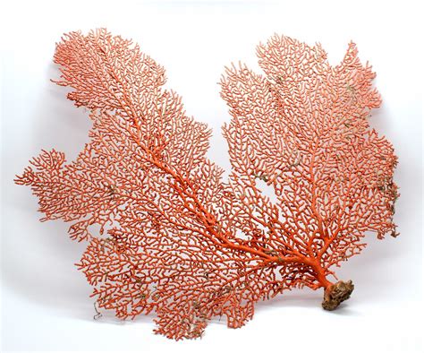 Natural Dried Sea Fan Coral 7 15 Natural Color Of Rust