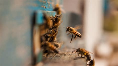 Why Bees Are So Vital To The Food Chain