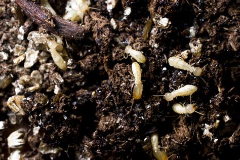 Island Pest Control Termite Soil Treatments For New Constructions