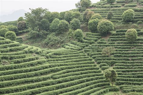 Tea Plantation In Guizhou China Elsewhere With Laurel
