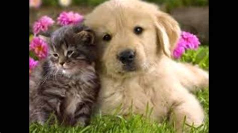 Kitten And Puppy Cuddling Youtube