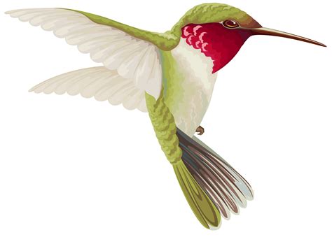 Transparent Background Hummingbird Clip Art Clip Art Library