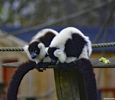 Lemurs Photography Contest Pictures Image Page 1