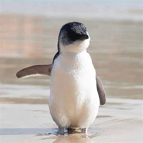 Cute Penguinss Instagram Post Do You Love Penguins 😍 Follow