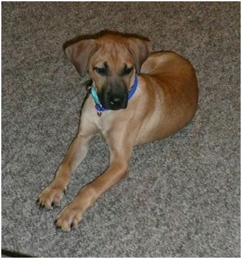 Black Mouth Cur Puppies Breeders Facts Pictures Price Lifespan