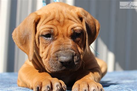 Rufus Rhodesian Ridgeback Puppy For Sale Near Southeast Ks Kansas