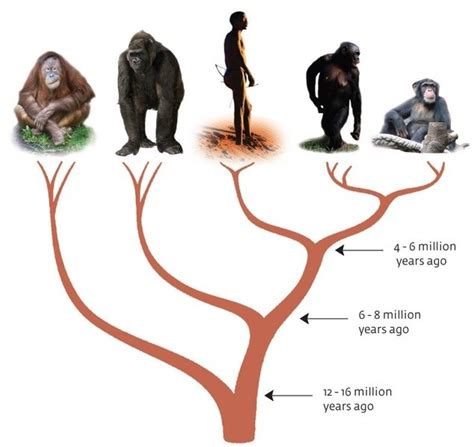 Jeffs Lunchbreak Understanding Evolution How Humans And Apes Fit