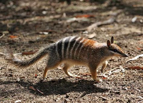 10 Incredible Animals You Wouldnt Expect To Find In Australia