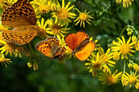 Обои Бабочки на цветах, by rHellmann на рабочий стол