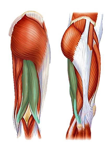 La Importancia De La Flexibilidad En Músculos Isquiotibiales By Dra