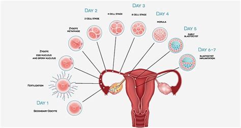 Implantation Bleeding And Cramping Are They Symptoms Of Pregnancy