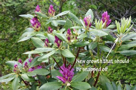 Pruning Rhododendrons For Compact Habit And Dense Growth In Three Easy