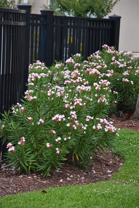 Petite Pink Oleander Nerium Oleander Petite Pink In Lafayette