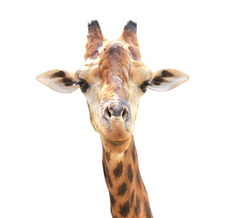 Giraffe Head Png 9887123 Png