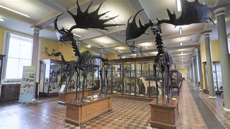 Our Tour of the Dublin Natural History Museum on Evoke.ie | Domavue