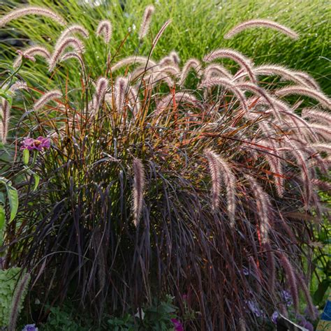 Pennisetum Dwarf Purple Fountain Grass Garden Express