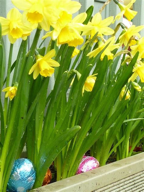 Colorful Foil Easter Eggs Hidden Amongst Daffodils Creative Commons