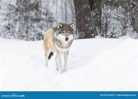 Wolf Standing In The Snow In Beautiful Winter Landscape Stock Image Image Of Standing Cute