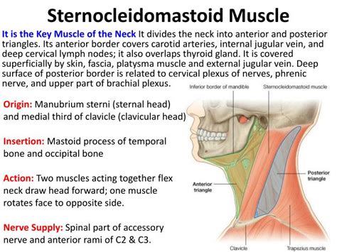 Sternocleidomastoid Origin Insertion Nerve Supply Action How To My