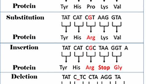 mutations worksheet deletion insertion and substitution