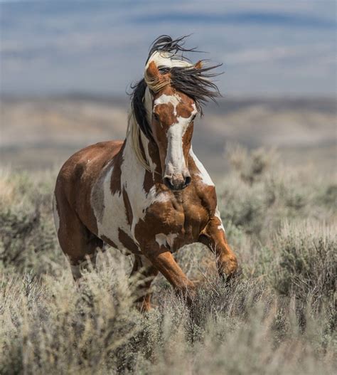 Picasso Sand Wash Adventures By Scott Wilson Wild Mustang Horse