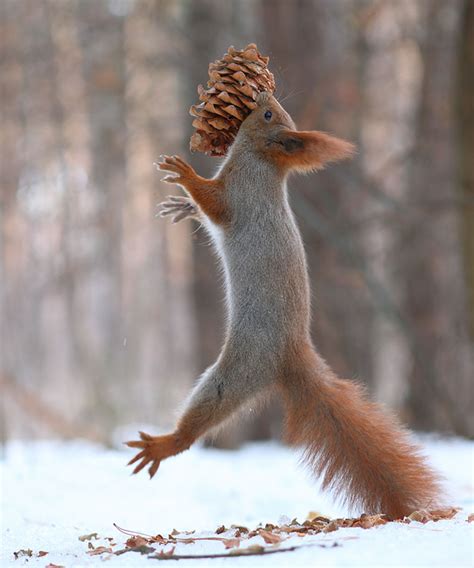 Photographer Captures The Cutest Squirrel Photo Shoot Ever