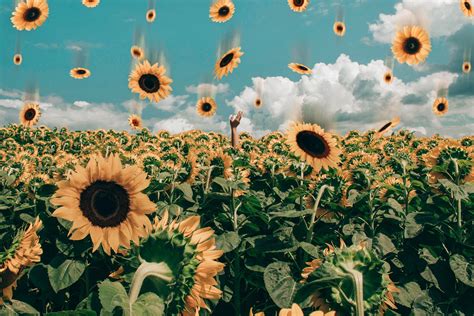 Vintage Sunflower Sunset Wallpapers Top Free Vintage Sunflower Sunset