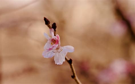 Download Wallpaper 3840x2400 Sakura Flower Branch Pink Spring 4k