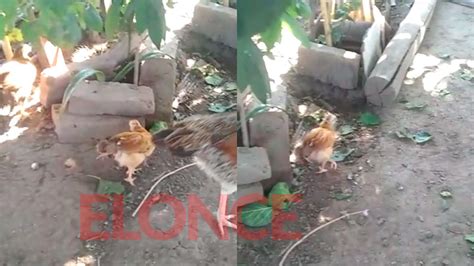 Nació Un Pollo Con Cuatro Patas En Paraná Video De Cómo Camina