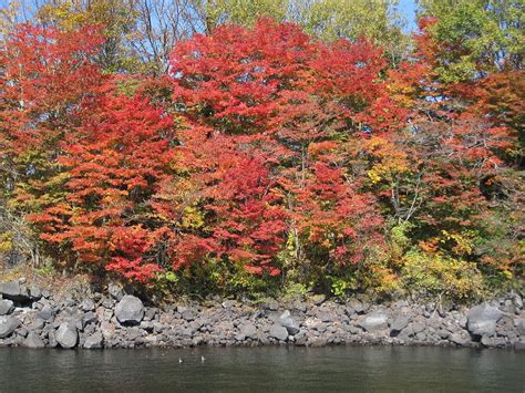 Autumn Autumnal Leaves Arboretum Colorful Woods Forest Maples