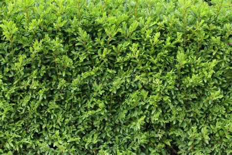 Boxwood Hedge Texture Buxus Plant Pattern Gardening Hedge Background
