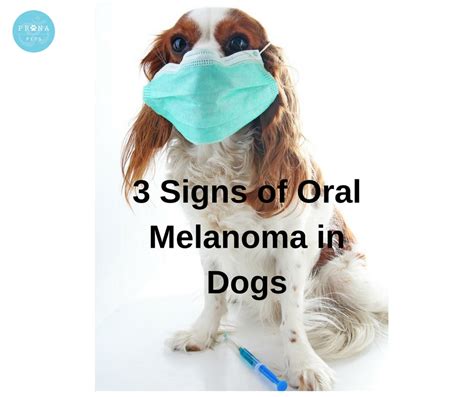 Melanoma Symptoms In Dogs Doctor Heck