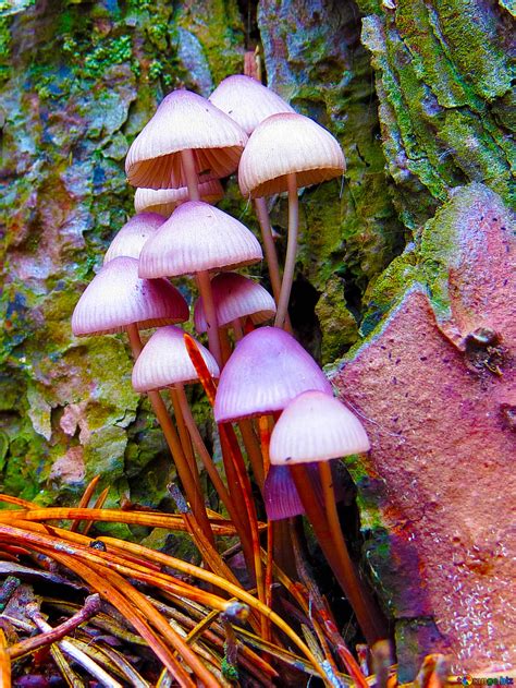 Bright Mushrooms Free Image № 23217