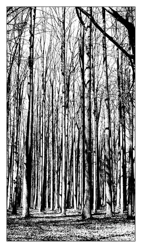Leafless Forest Photograph By Marcia Lee Jones Fine Art America