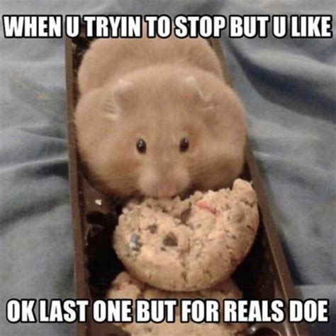 Some Of The Cutest Hamster Memes Ever — Funny Pictures