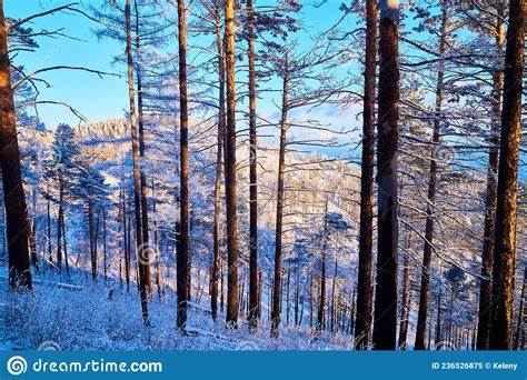 Pine Trees On A Hillside Or Mountain And Blue Sky In The Background In