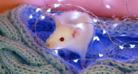 Albino Rat Facts 32 Awesome Facts About White Rats With Pink Eyes