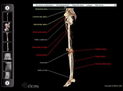 Arteries And Bones Of The Lower Extremity Interactive Atlas Of Human