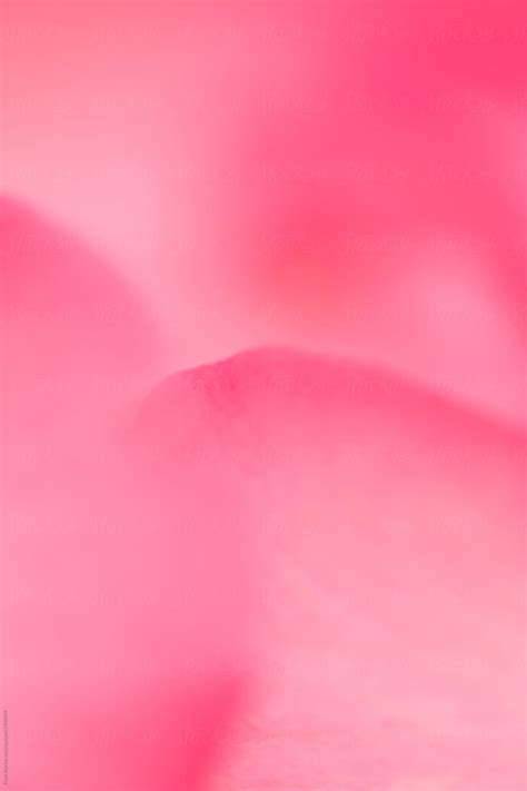 Pink Rose Petal Macro By Stocksy Contributor Pixel Stories Stocksy