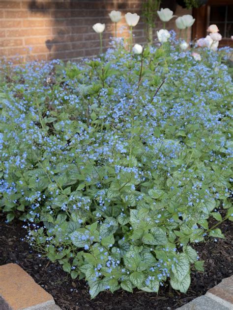 Stauden Stade Versand Shop Brunnera Macrophylla Jack Frost