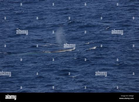 Fin Whale Balaenoptera Physalus Surfacing And Blowing Bay Of Biscay