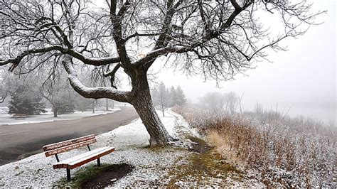 Hd Wallpaper Spring Park Fog And Bench Green Tree S Nature Winter