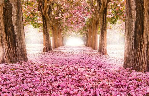 Free Download Park Alley Road Sakura Bloom Tree Flower Pink Nature Hd