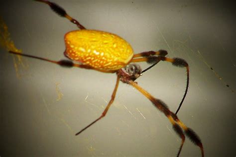 Yellow Banana Spider Jemjudy Flickr