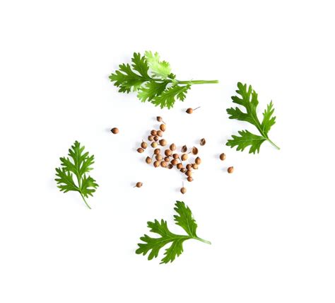 Premium Photo Coriander Leaf And Seeds Isolated On White Surface