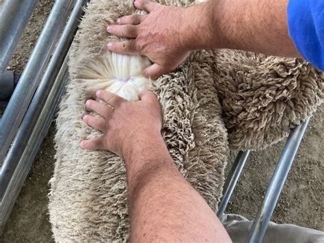 lot 413 228 mixed sex lambs auctionsplus