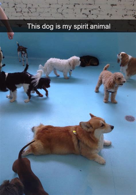 15 Hilarious Dog Snapchats That Are Impawsible Not To Laugh At Bored